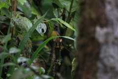 Mitrospingus cassinii