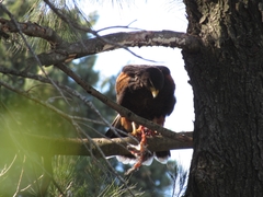 Parabuteo unicinctus