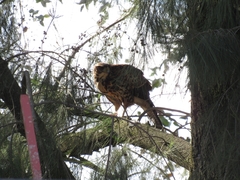 Parabuteo unicinctus