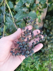 Hedera colchica