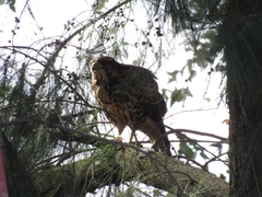 Parabuteo unicinctus