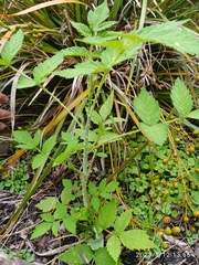 Rubus cockburnianus