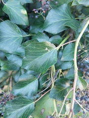 Hedera colchica