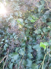 Hedera colchica