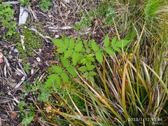 Rubus cockburnianus
