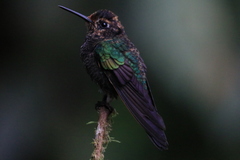 Boissonneaua jardini