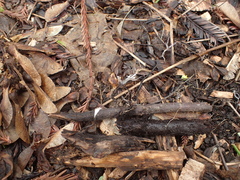Xylaria hypoxylon
