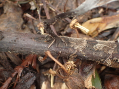Xylaria hypoxylon