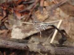 Xylaria hypoxylon