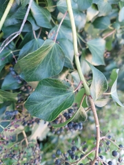Hedera colchica