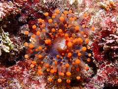 Pseudocorynactis caribbeorum