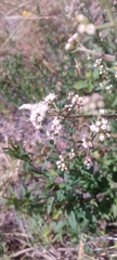 Baccharis sphaerocephala