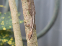 Anolis gaigei