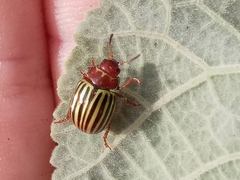 Doryphorina
