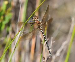 Synthemis eustalacta