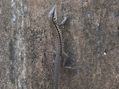 Ameiva praesignis