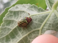 Doryphorina