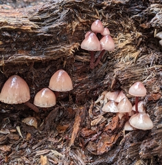 Mycena bulliformis