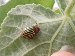 Doryphorina