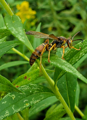 Microtechnites bractatus
