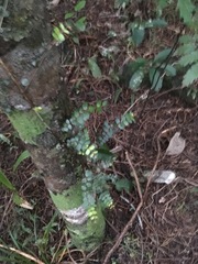 Metrosideros perforata