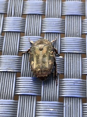 Protaetia fusca