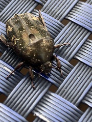Protaetia fusca