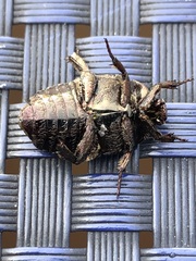Protaetia fusca