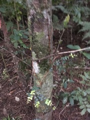 Metrosideros perforata