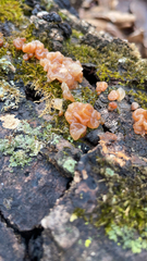 Myxarium nucleatum
