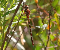 Austroaeschna unicornis