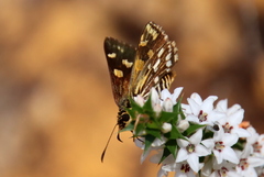 Hesperilla crypsargyra