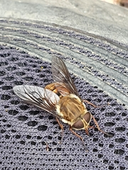 Scaptia