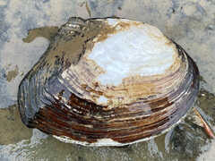 Lasmigona complanata