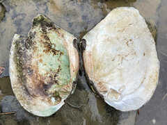 Lasmigona complanata