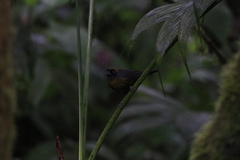 Mitrospingus cassinii