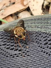 Scaptia