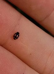 Hyperaspis festiva