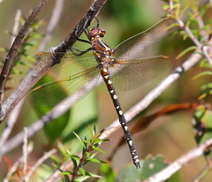 Synthemis eustalacta