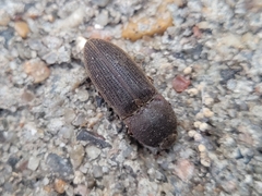 Agrypnus rectangularis