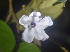 Brunfelsia americana