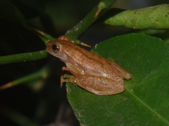 Dendropsophus microcephalus