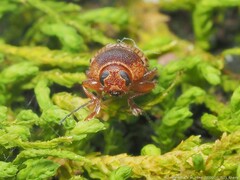 Cryptocephalus schreibersii