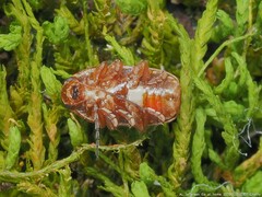 Cryptocephalus schreibersii