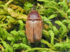Cryptocephalus schreibersii