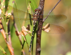 Synthemis eustalacta