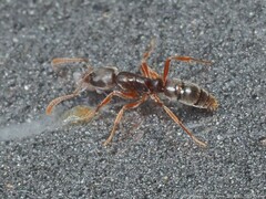 Hypoponera opaciceps