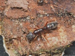 Hypoponera opaciceps