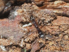 Hypoponera opaciceps