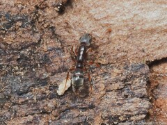 Hypoponera opaciceps